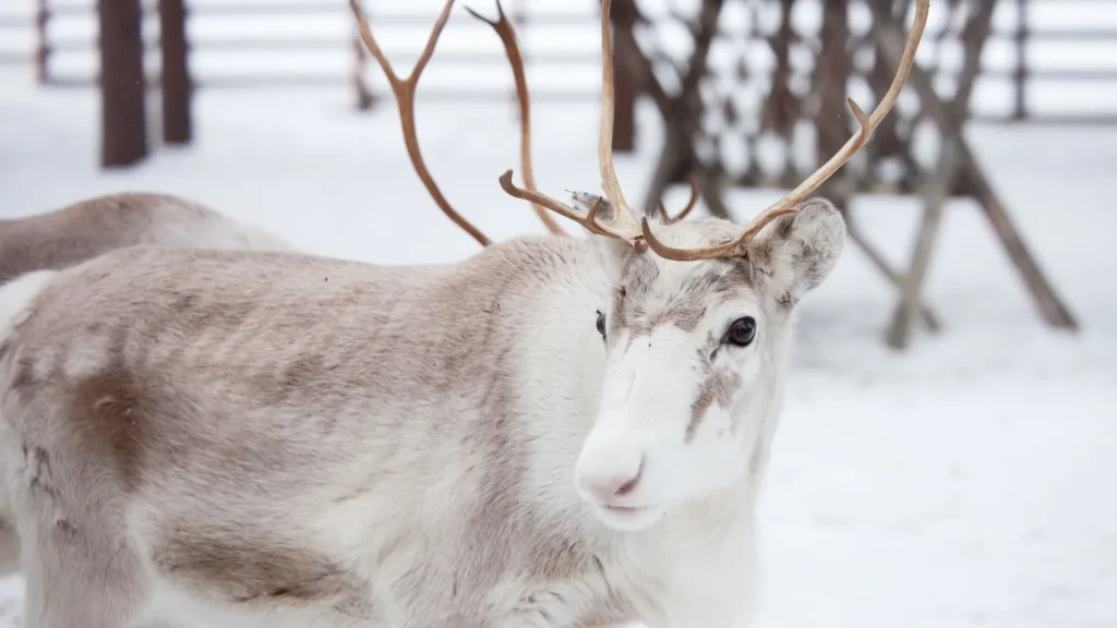 Brown Nosed Reindeer Joke