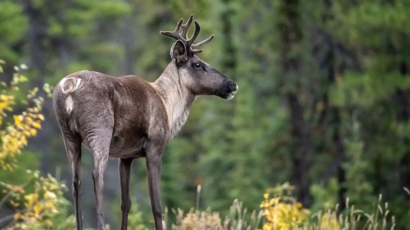 You are currently viewing 400+Funny and Hilarious Reindeer Joke