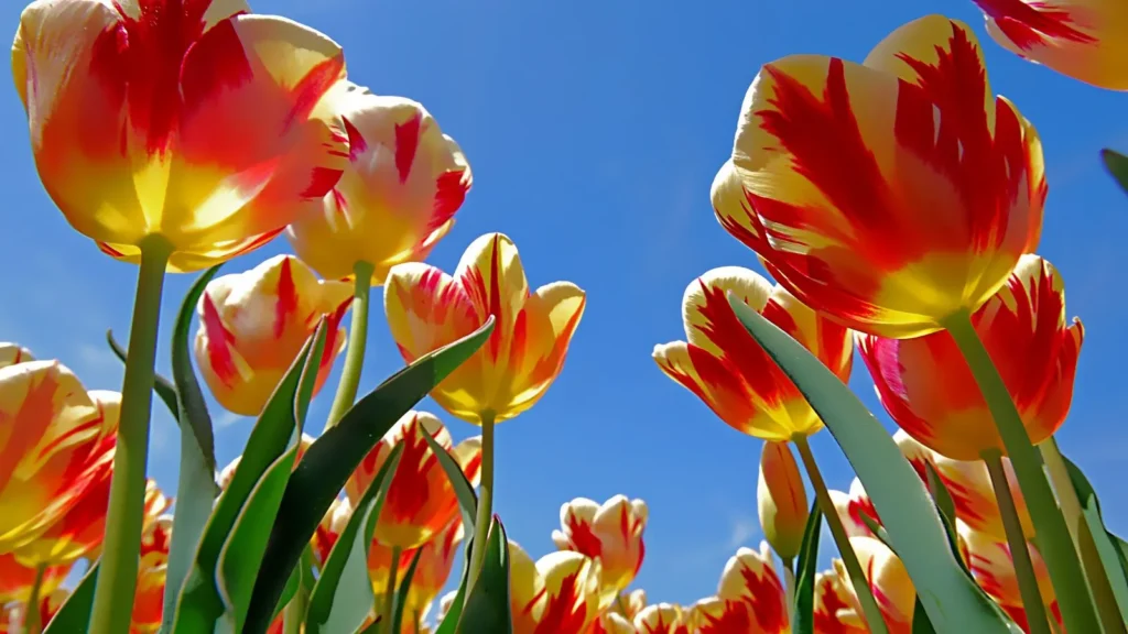 Tulip Jokes for Adults