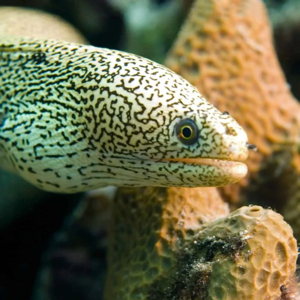 Bad Joke Eel Amirite