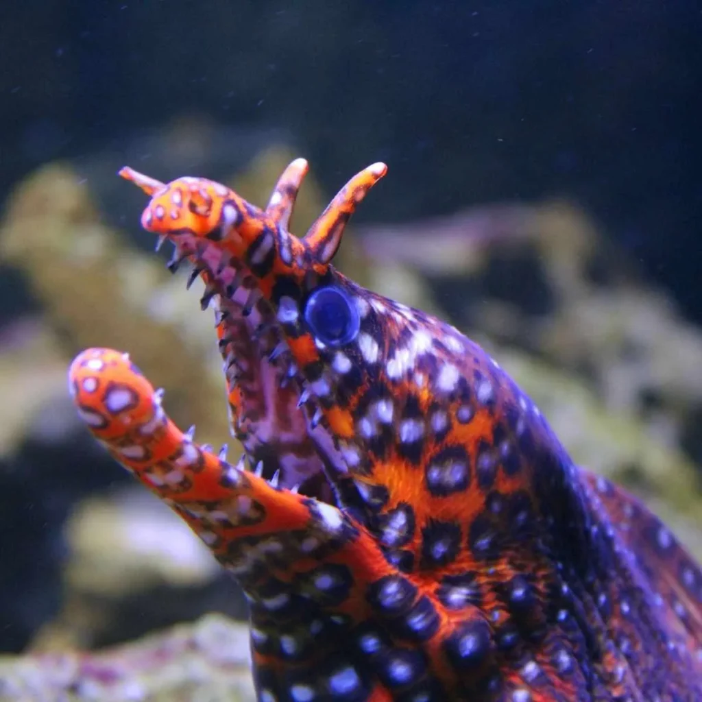 Bad Joke Eel Blank