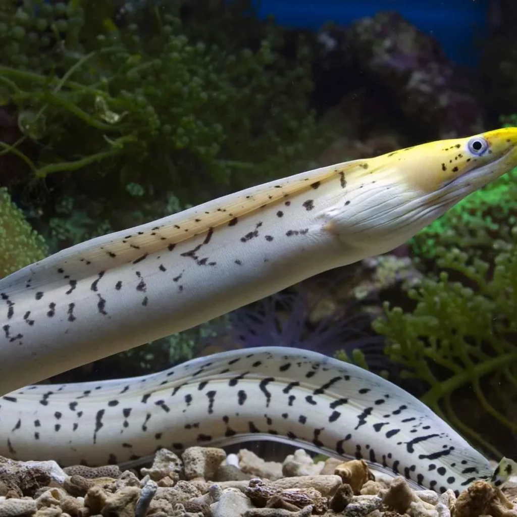 Bad Joke Eel Reddit