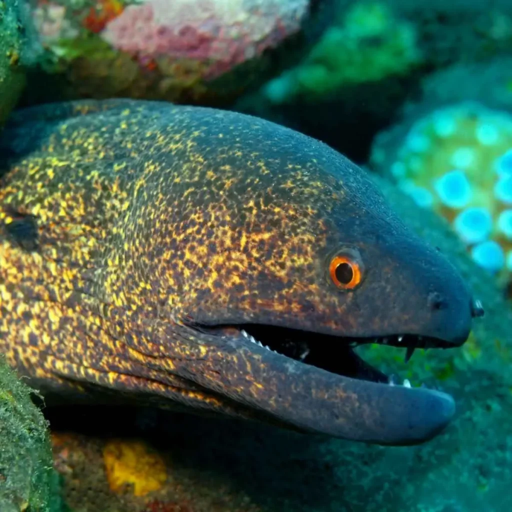 Bad Joke Eel Template