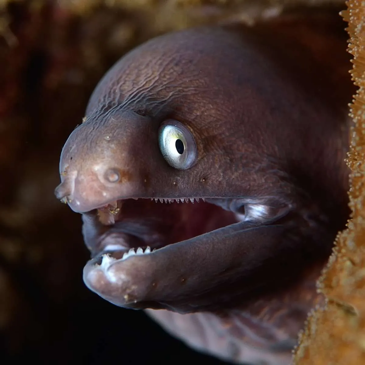 You are currently viewing 🐍 300+ Bad Joke Eel Puns That’ll Make You Groan and Laugh