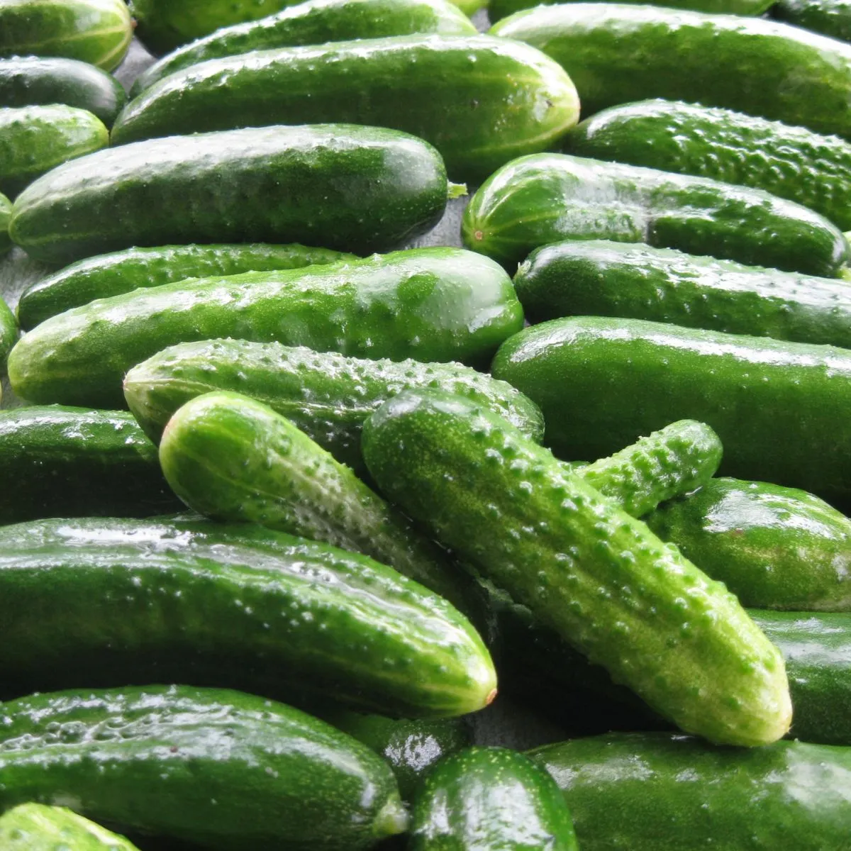 You are currently viewing 300+ Cucumber Jokes That Are Dill-iciously Funny