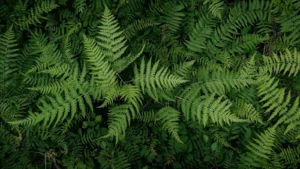 Read more about the article 300+Fern Puns: A Leafy Collection of Green Humor 🌿