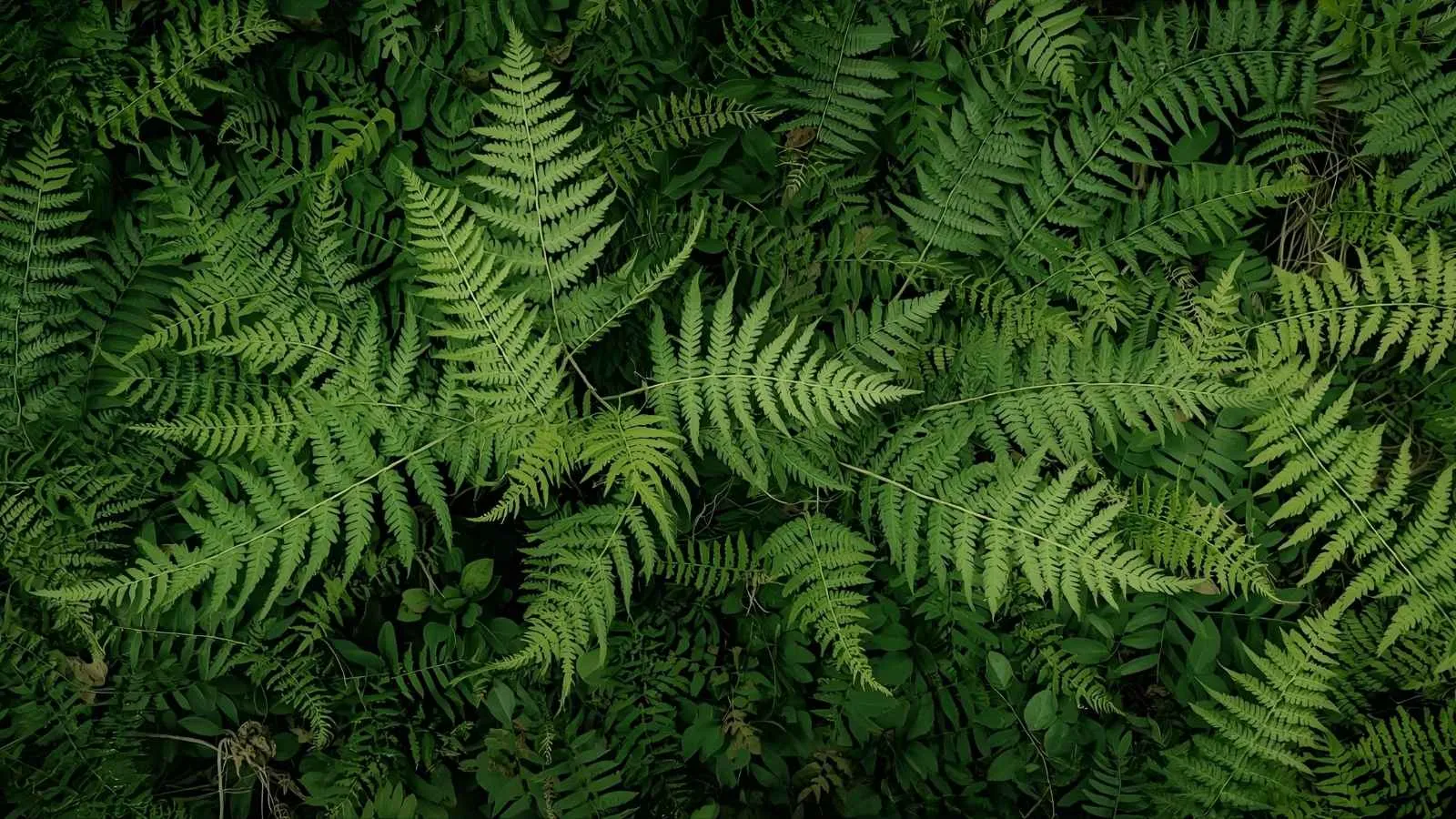 You are currently viewing 300+Fern Puns: A Leafy Collection of Green Humor 🌿