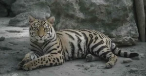 Read more about the article What Does Domestic Mean in Text 💬  Full Meaning Explained